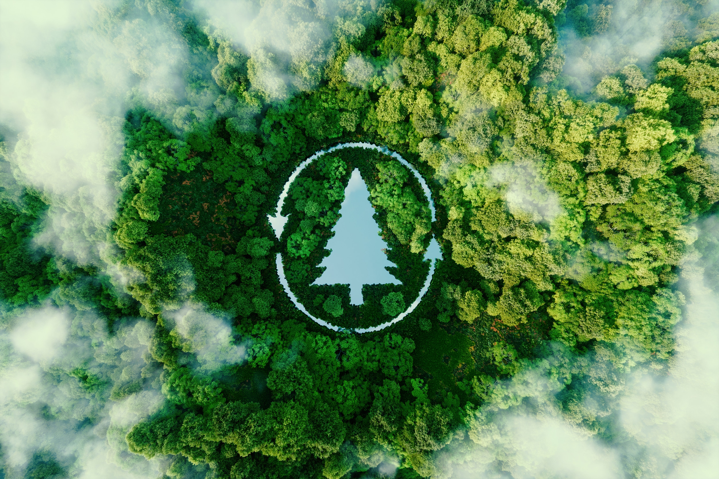 iStockphoto - forest