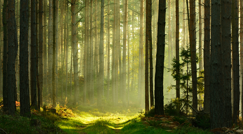 skog
